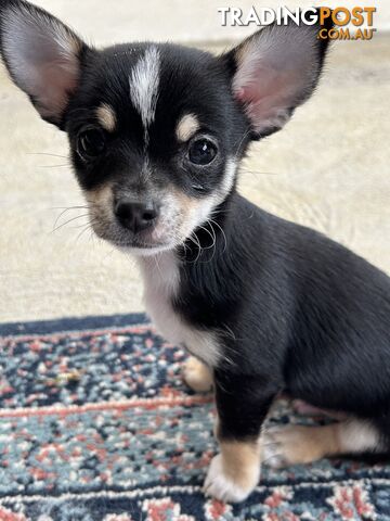 Beautiful purebred chihuahua puppies