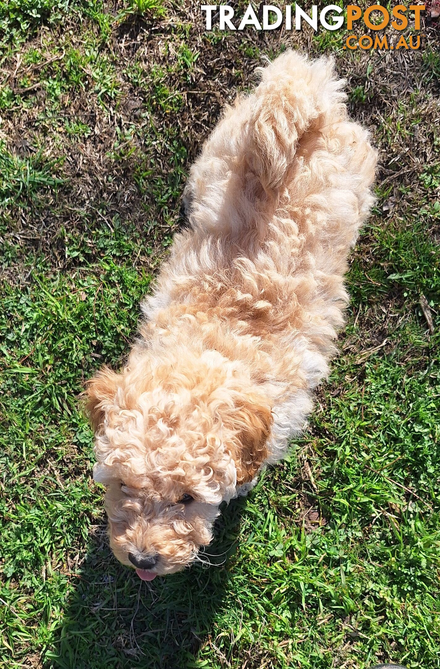 2 Purebred Toy Poodle Puppies