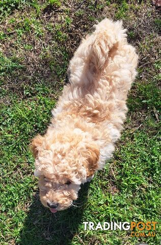 2 Purebred Toy Poodle Puppies