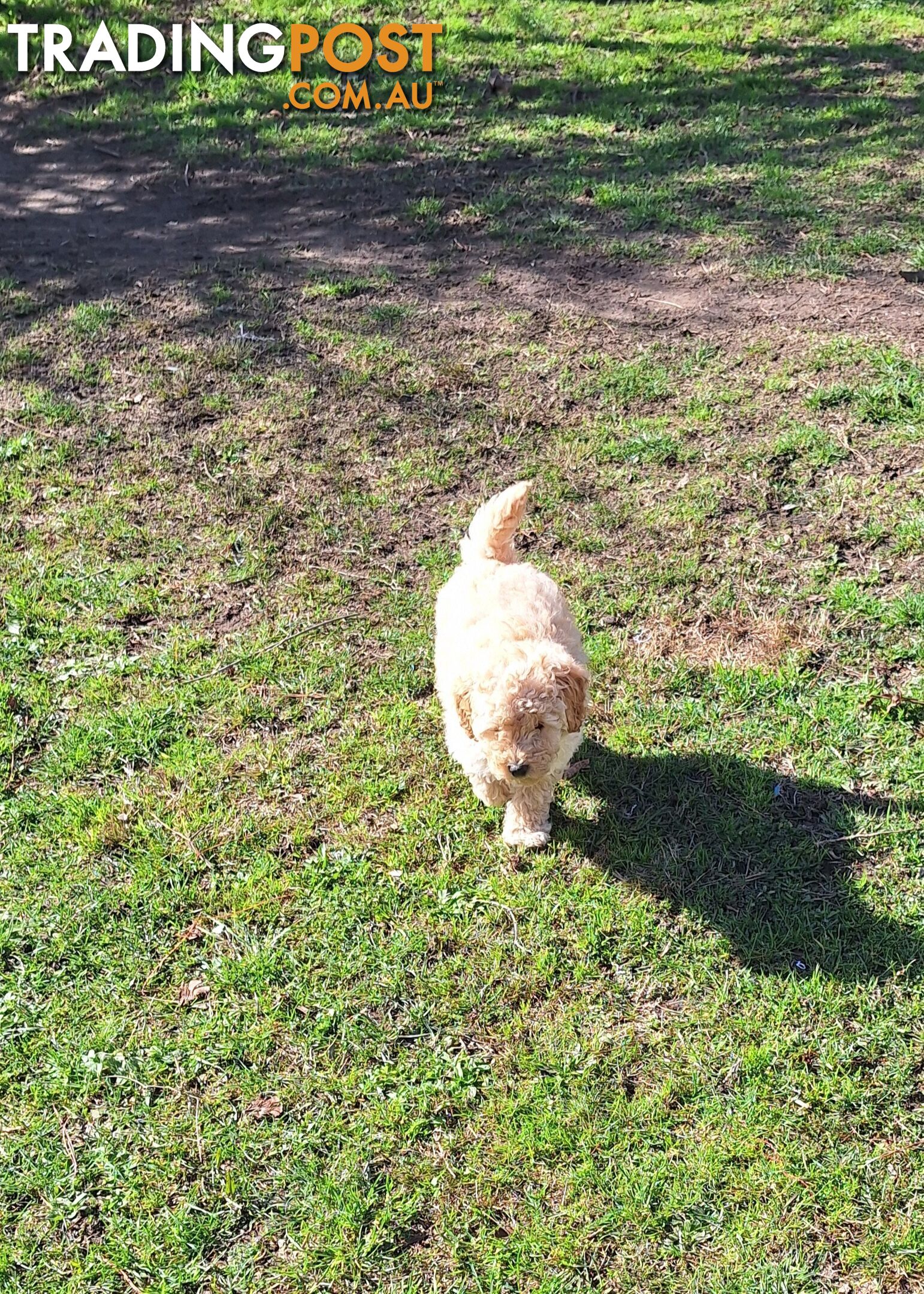 2 Purebred Toy Poodle Puppies