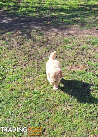 2 Purebred Toy Poodle Puppies