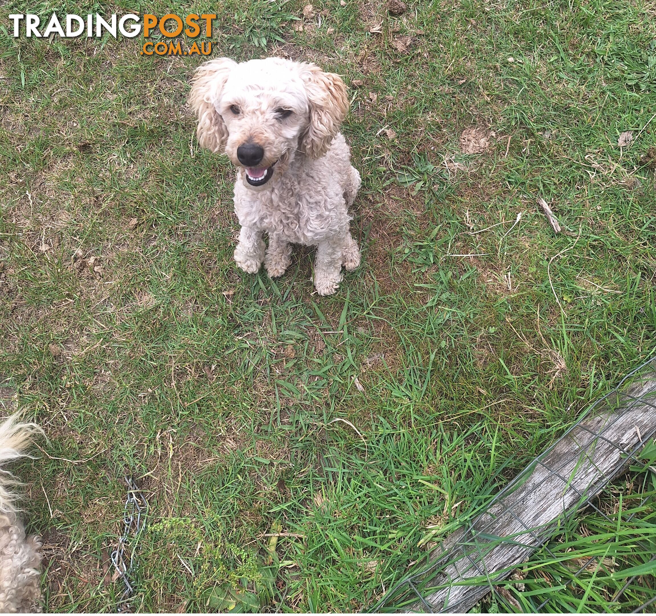 2 Purebred Toy Poodle Puppies