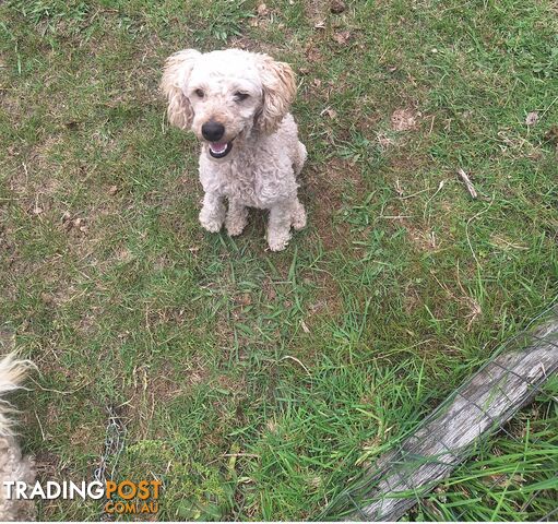 2 Purebred Toy Poodle Puppies