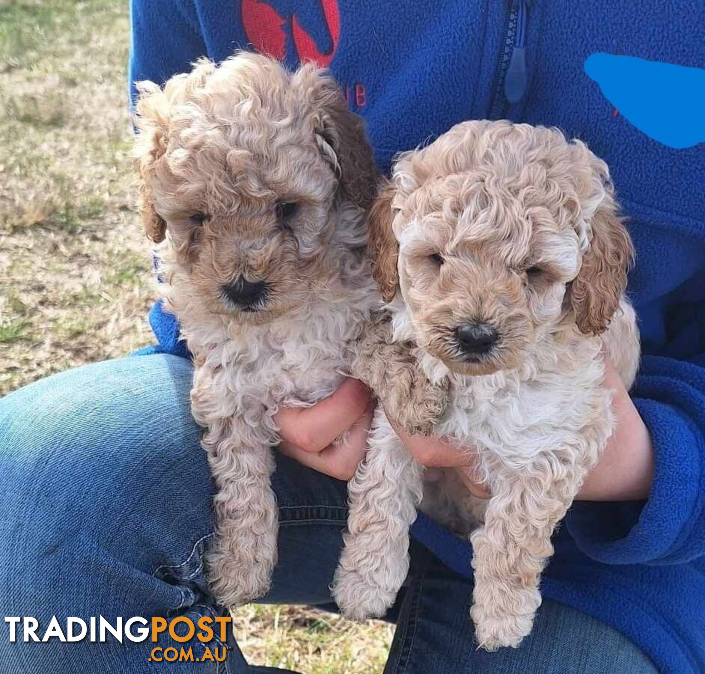 2 Purebred Toy Poodle Puppies