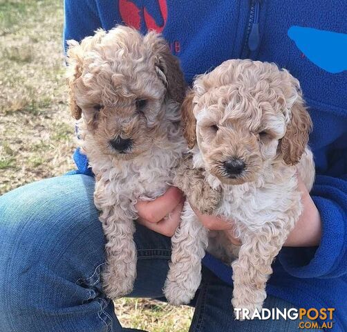 2 Purebred Toy Poodle Puppies