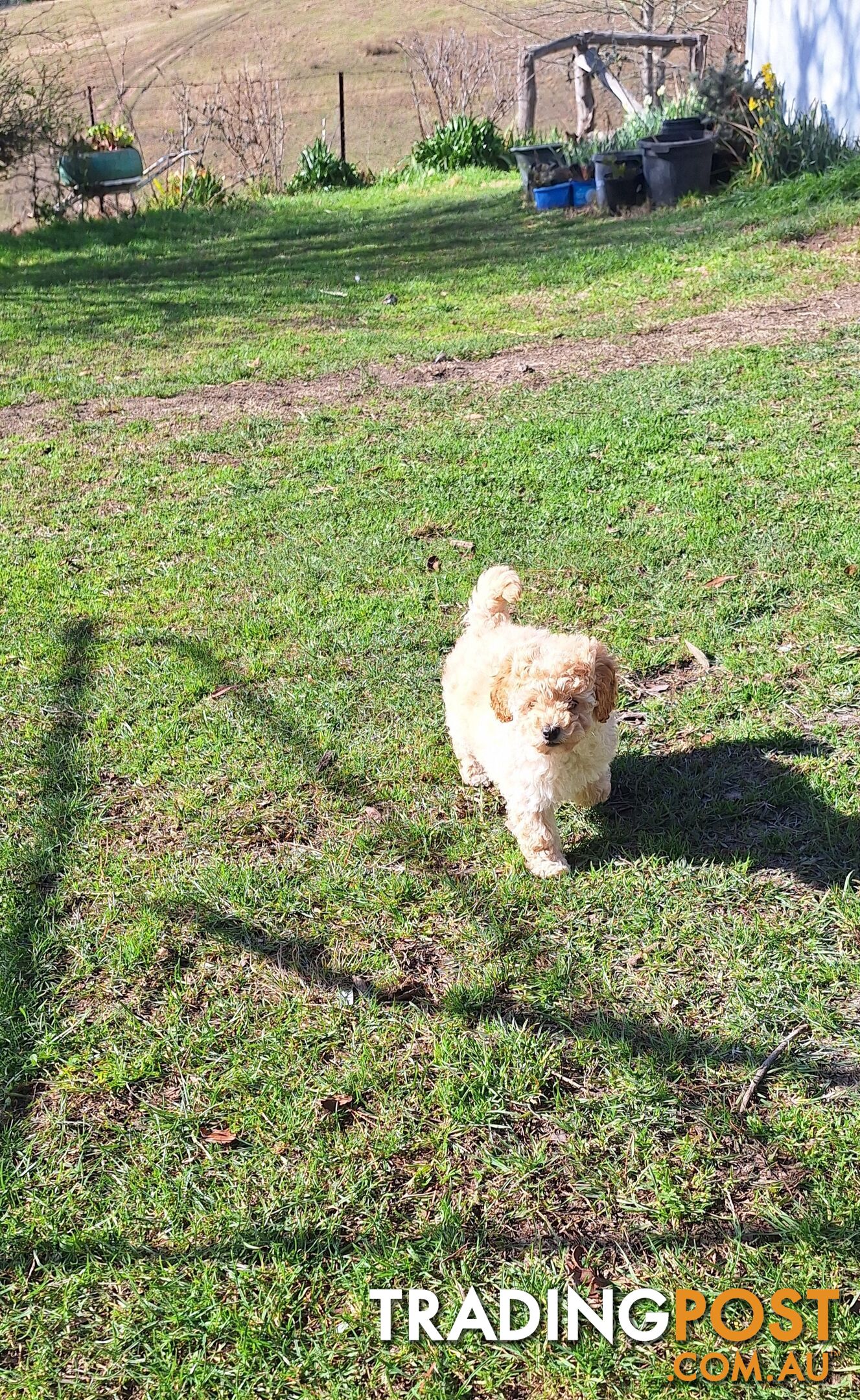 2 Purebred Toy Poodle Puppies