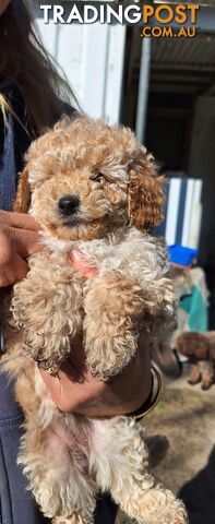 2 Purebred Toy Poodle Puppies