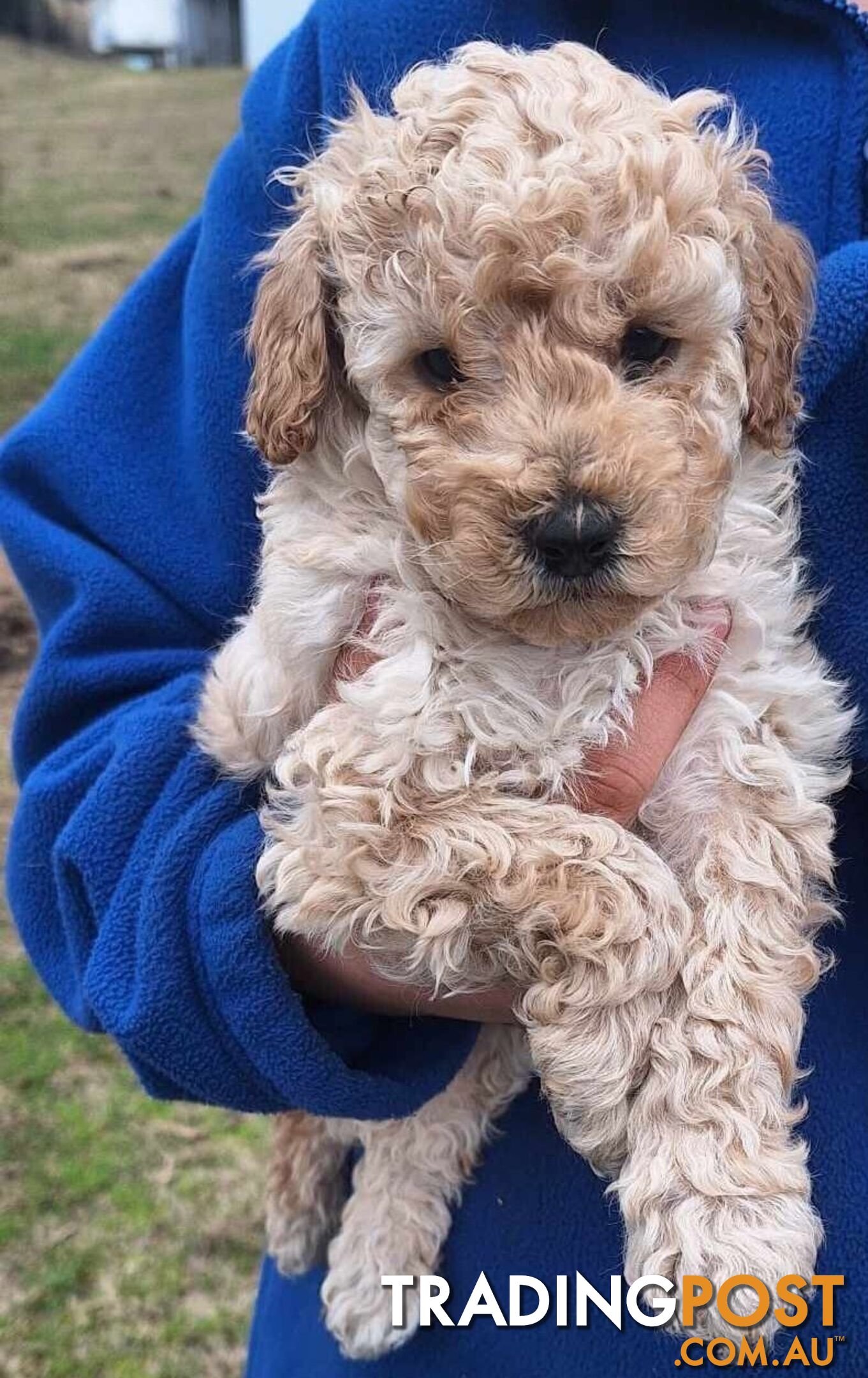 2 Purebred Toy Poodle Puppies