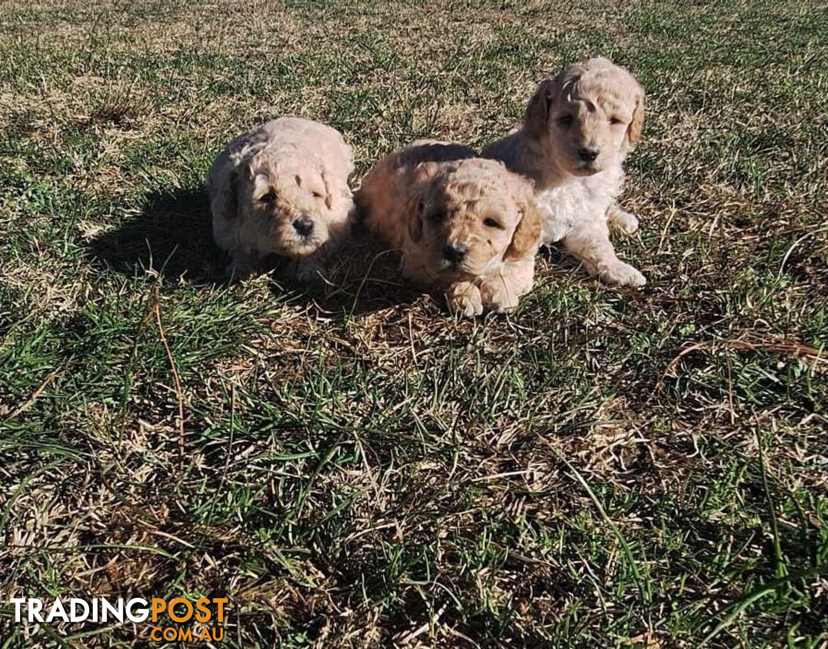 2 Purebred Toy Poodle Puppies