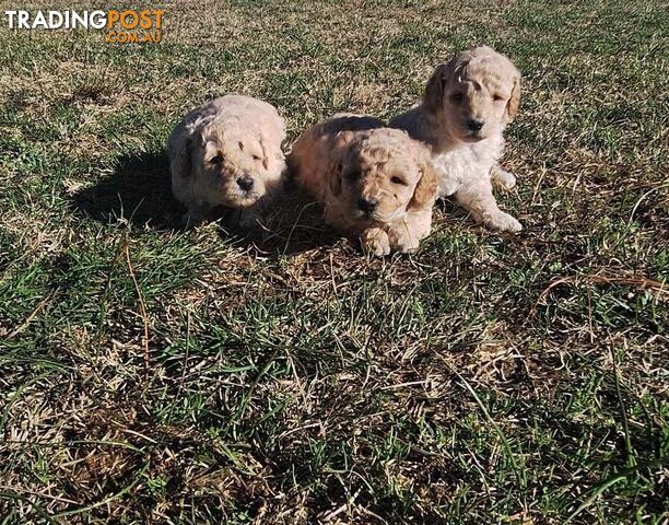 3 Purebred Toy Poodle Puppies