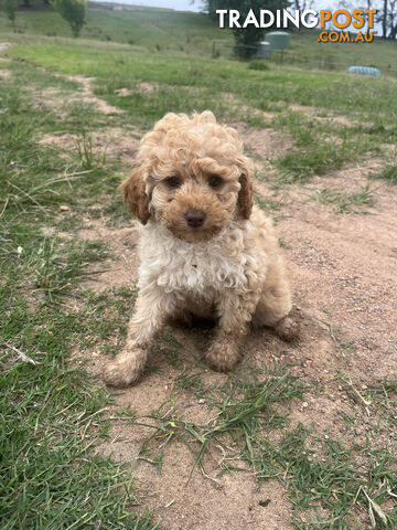 Purebred Toy Poodle Puppies 4 sale