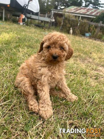 Purebred Toy Poodle Puppies 4 sale