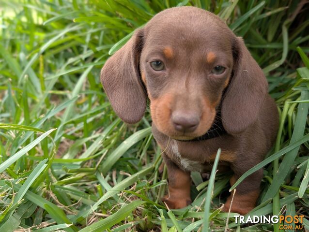 Miniature Dachshunds, Choc and Tan &amp; Black and Tan