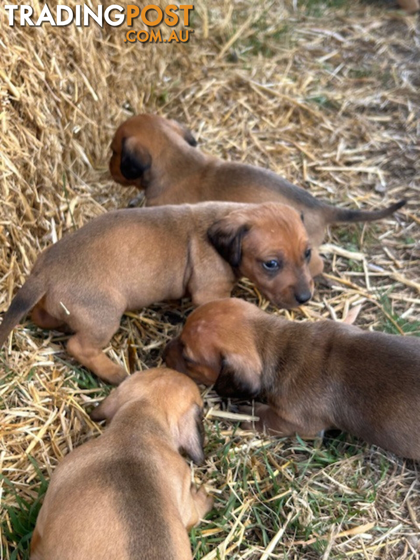 Jack-Hound Puppies