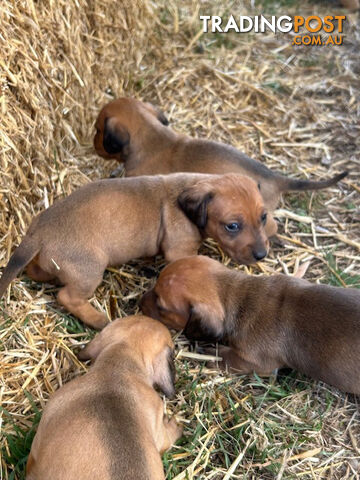 Jack-Hound Puppies