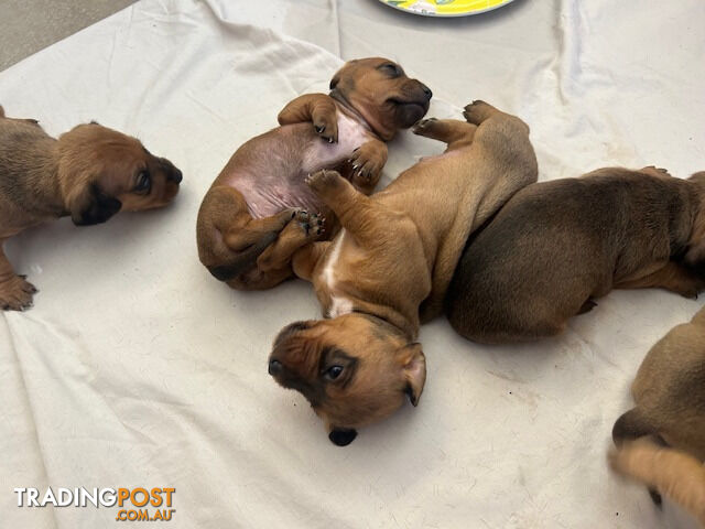 Jack-Hound Puppies