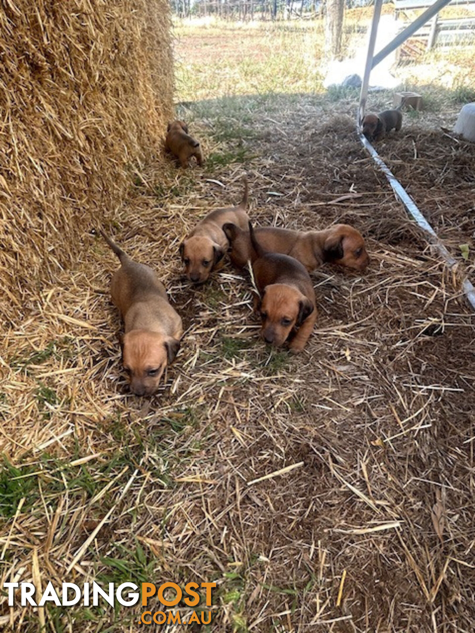 Jack-Hound Puppies