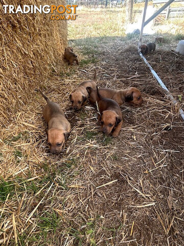 Jack-Hound Puppies