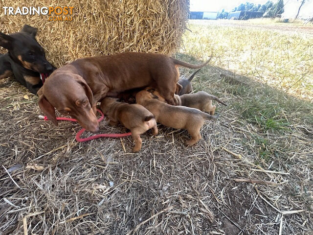 Jack-Hound Puppies