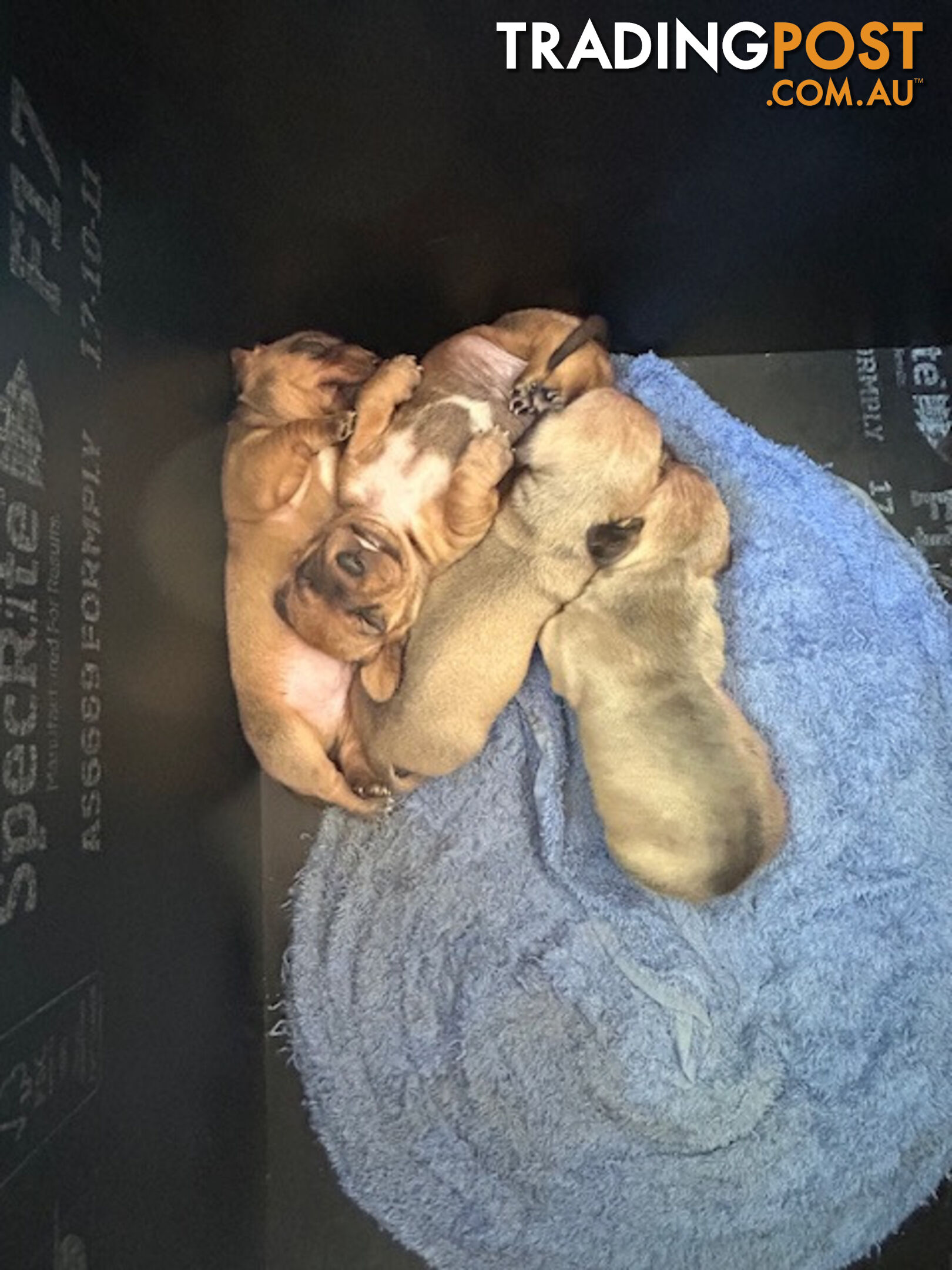 Jack-Hound Puppies