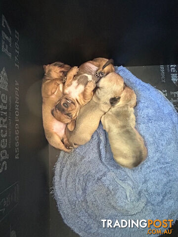 Jack-Hound Puppies