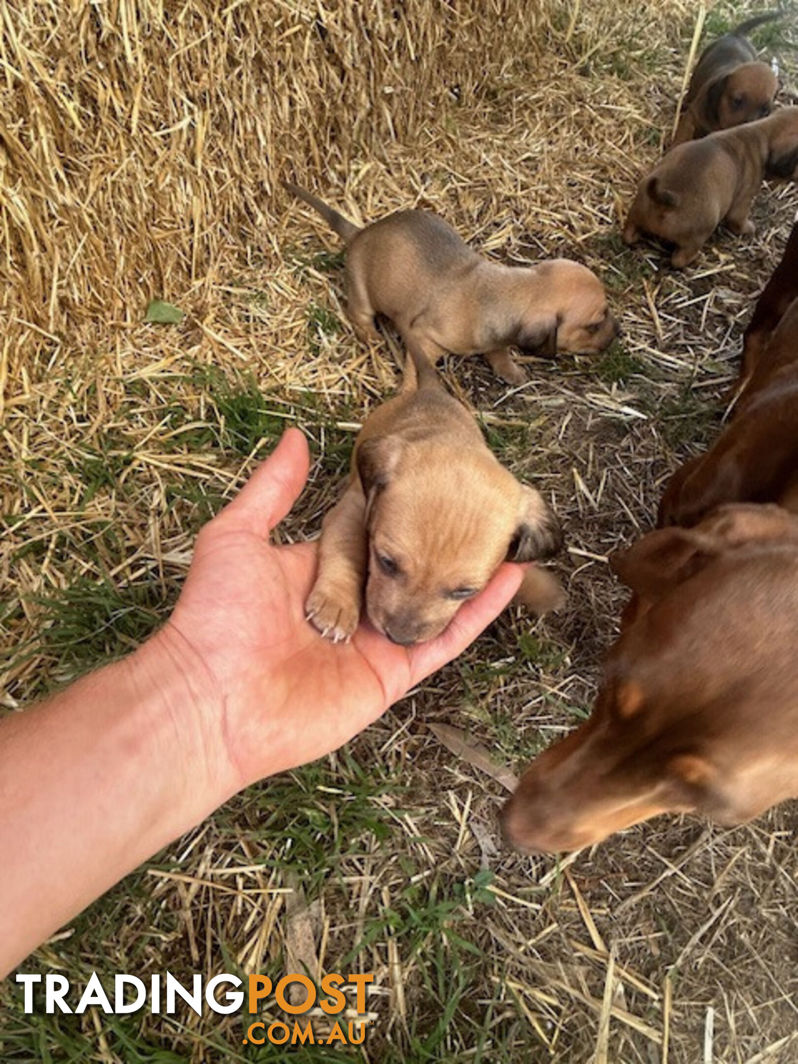 Jack-Hound Puppies