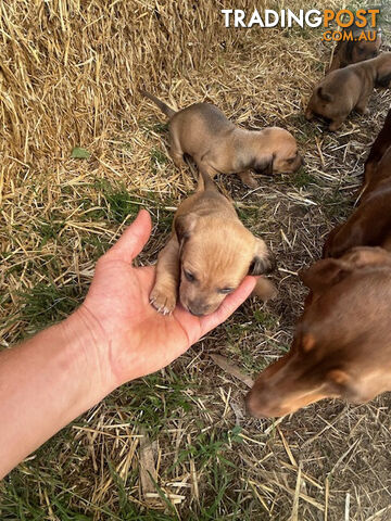 Jack-Hound Puppies