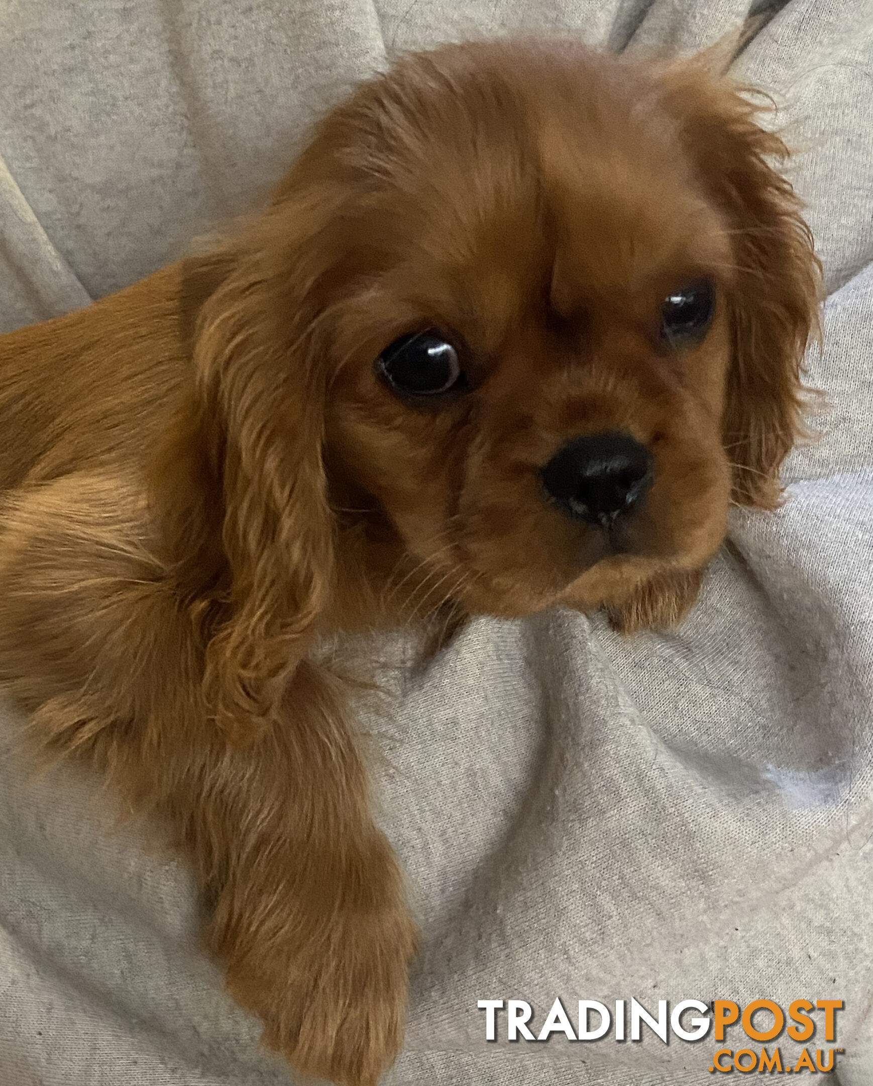 Cavalier King Charles Spaniel Puppies ready now!