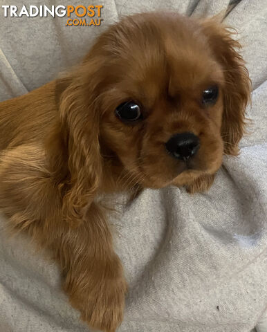 Price reduced! Only 1 left! Cavalier King Charles Spaniel Puppy ready now!