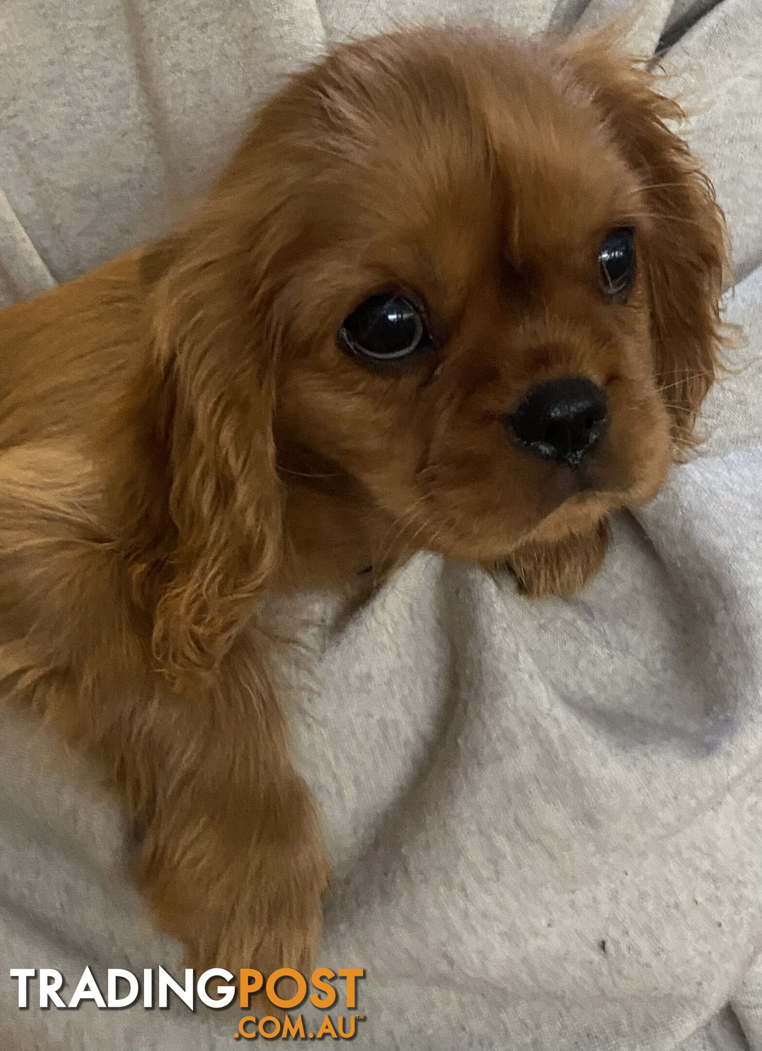 Cavalier King Charles Spaniel Puppies ready now!