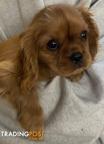 Cavalier King Charles Spaniel Puppies ready now!