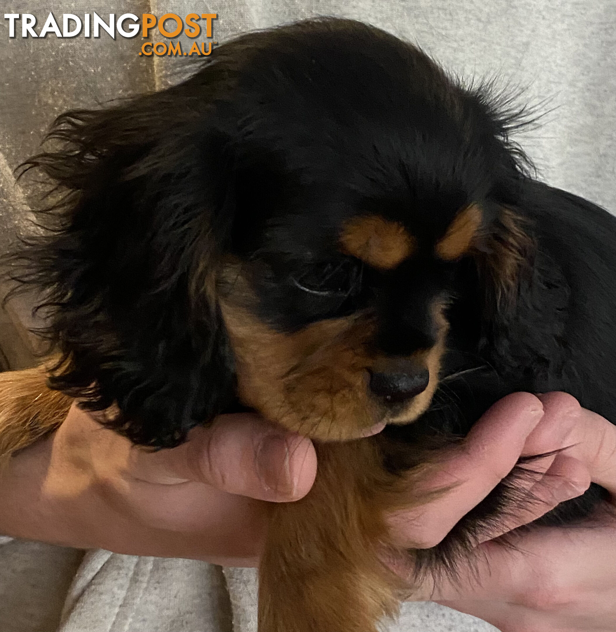 Cavalier King Charles Spaniel Puppies ready now!
