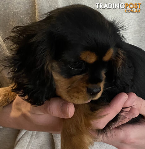 Cavalier King Charles Spaniel Puppies ready now!