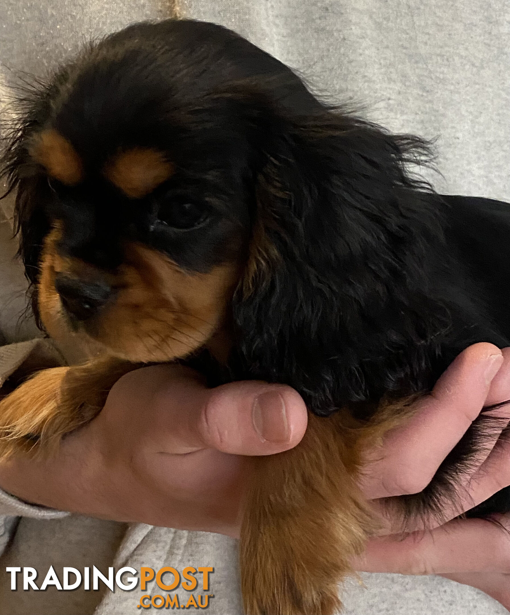Cavalier King Charles Spaniel Puppies ready now!