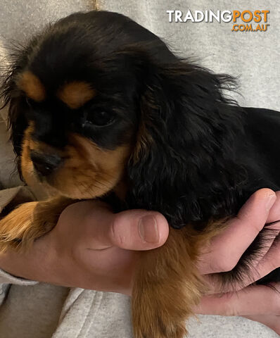 Cavalier King Charles Spaniel Puppies ready now!