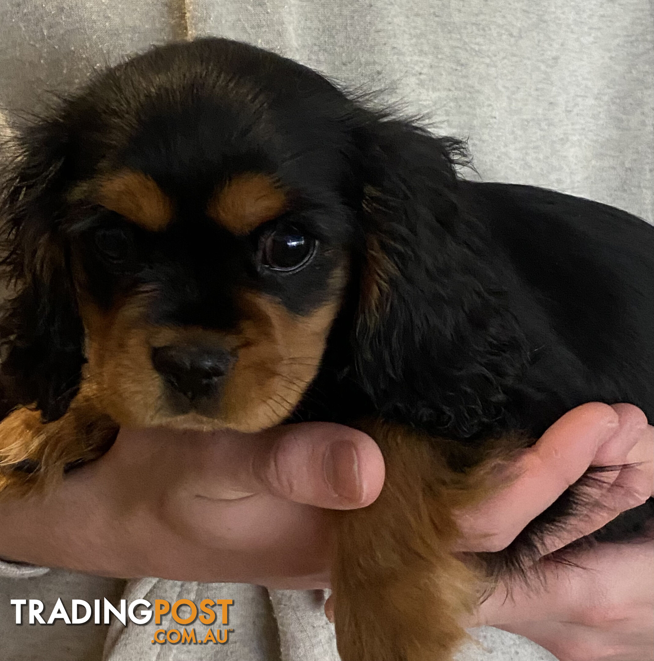 Cavalier King Charles Spaniel Puppies ready now!