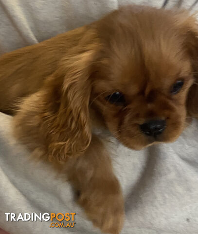 Cavalier King Charles Spaniel Puppies ready now!