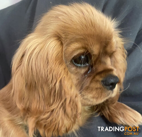 Price reduced! Cavalier King Charles Spaniel Puppy ready now!