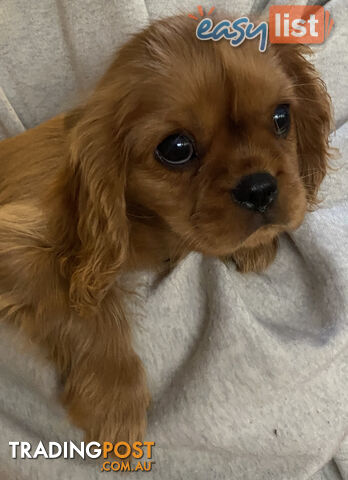 Cavalier King Charles Spaniel Puppy ready now!