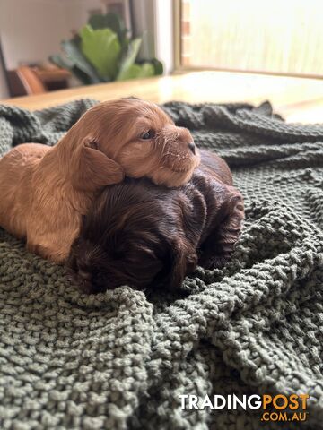 Cocker Spaniel Pups
