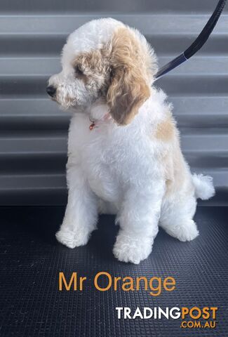 Groodle Puppies - Multigenerational, DNA Tested & Hip and Elbow Scored