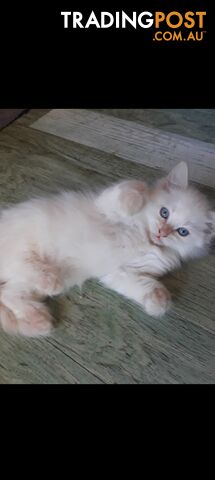 Purebred Ragdoll kittens