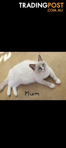 Purebred Ragdoll kittens