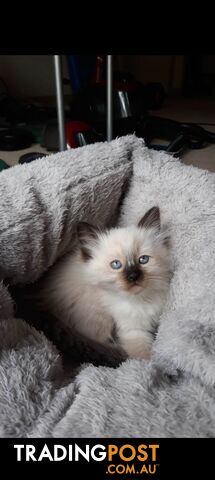 Purebred Ragdoll kittens