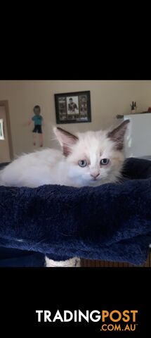 Purebred Ragdoll kittens