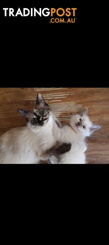 Purebred Ragdoll kittens