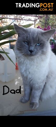 Purebred Ragdoll kittens