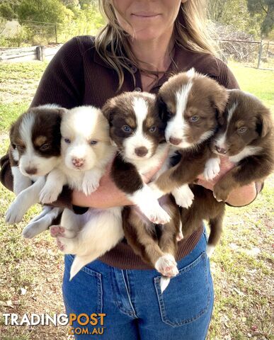 Purebred Border Collie Puppies