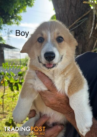 Pembroke corgi pups