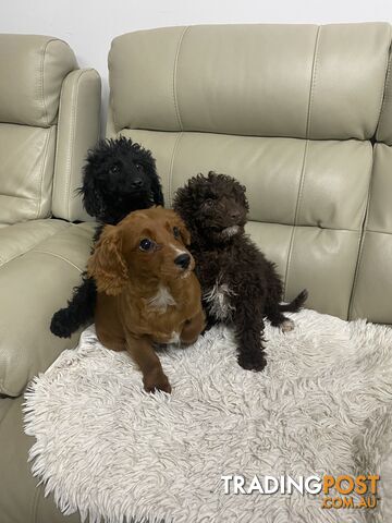 Cavoodle pups